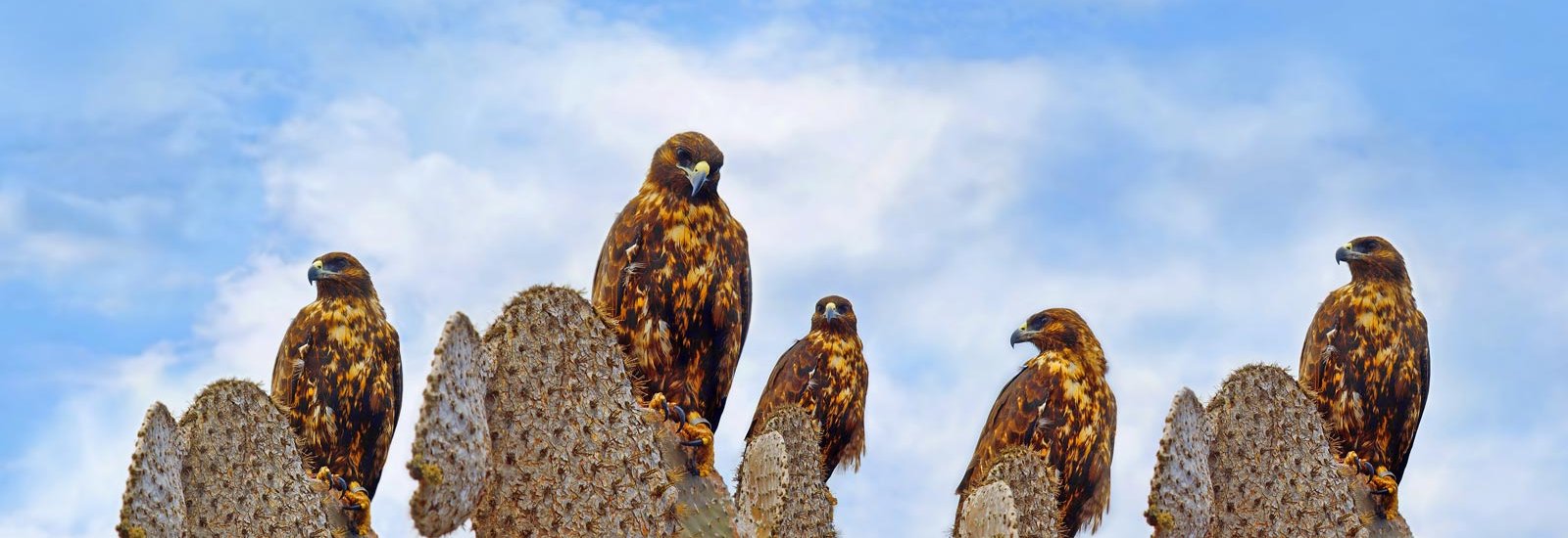 South &amp; Central Islands Cruise | Galapagos Angel