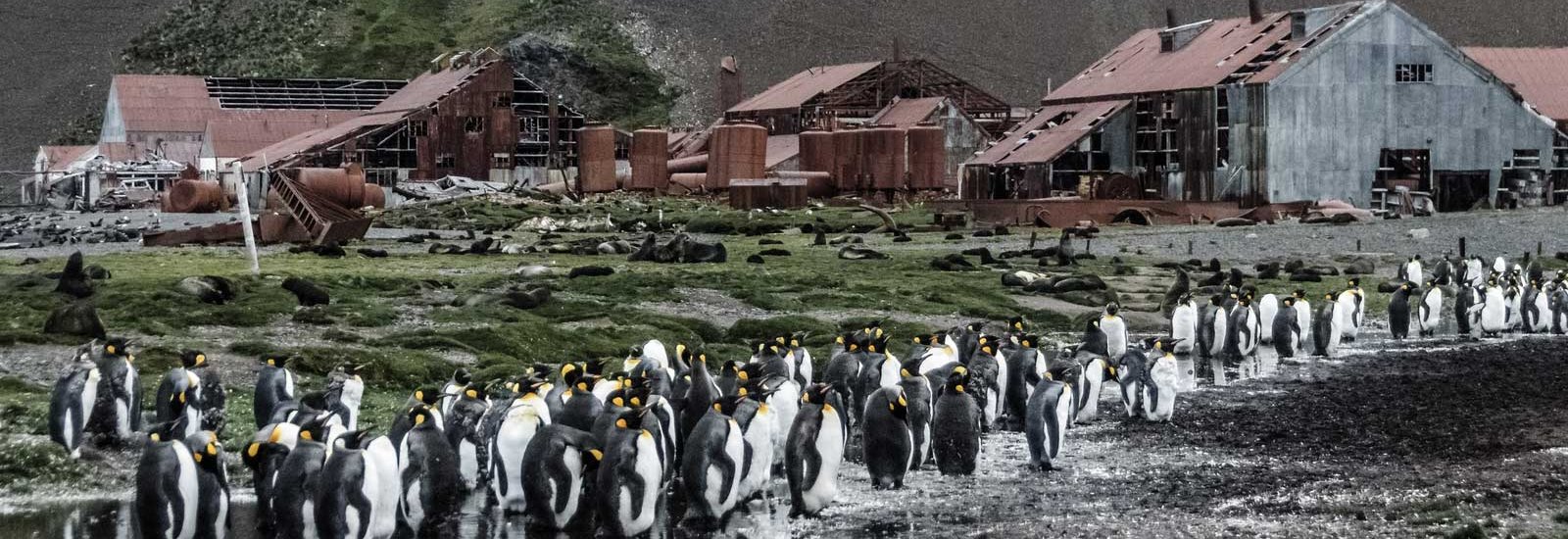 Falklands, South Georgia &amp; Antarctica 19 DAYS | Ortelius