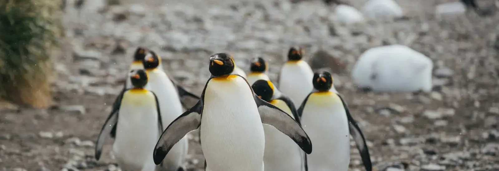 Spirit of Shackleton | MS Expedition