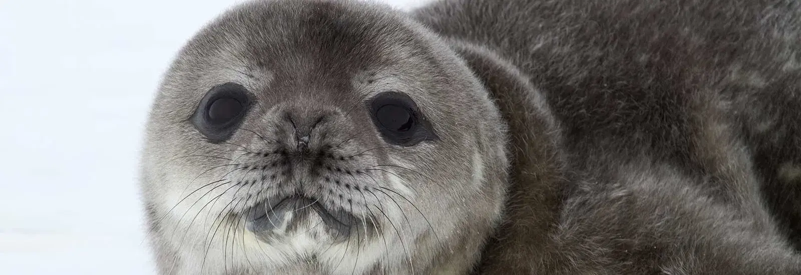 In the Wake of Charcot | Le Commandant Charcot