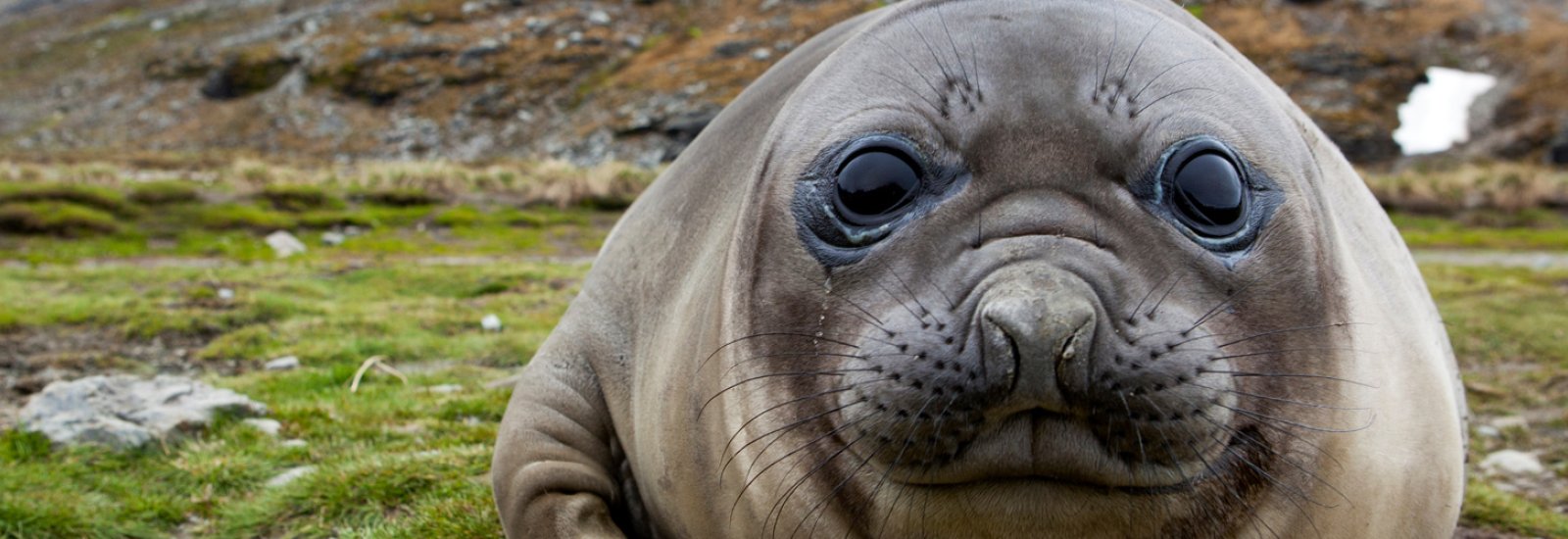 In Shackleton's Footsteps | Sylvia Earle