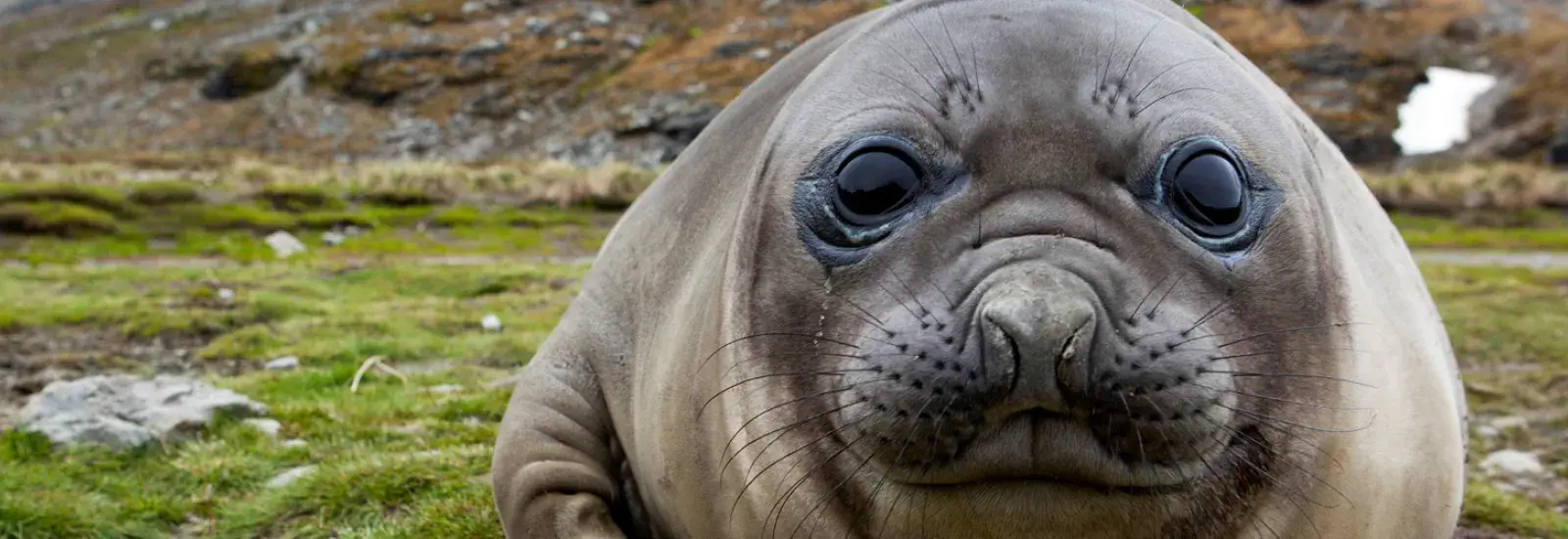 In Shackleton's Footsteps | Sylvia Earle