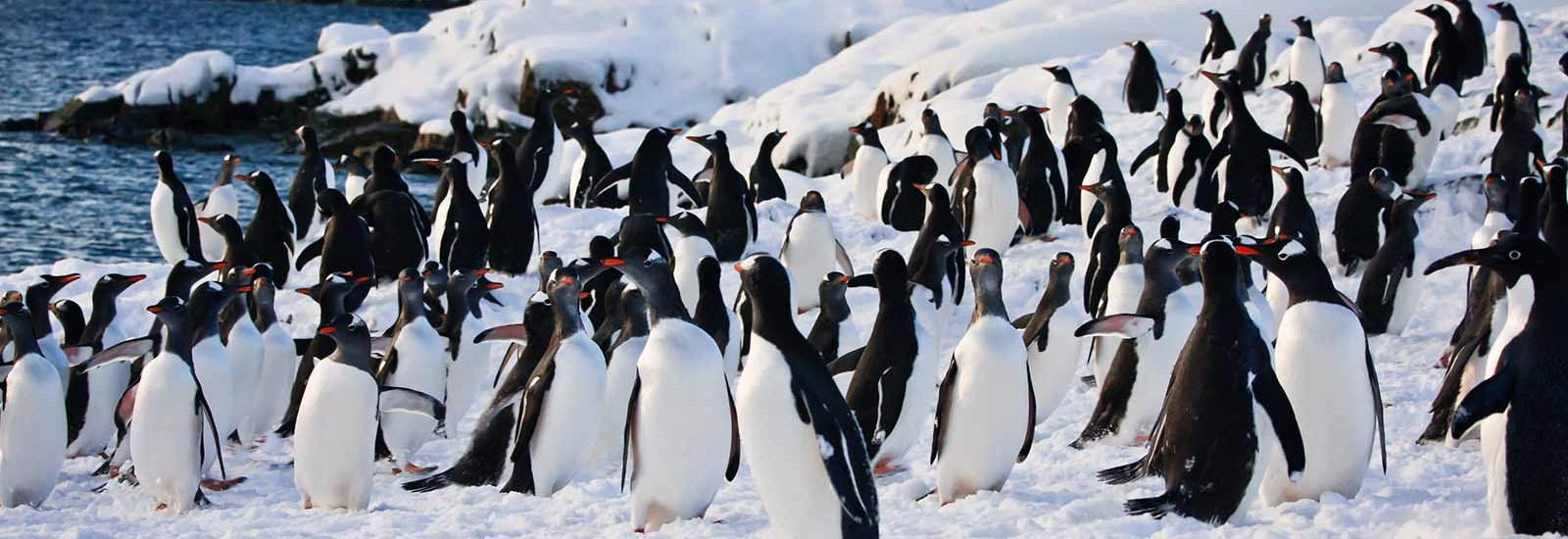 Antarctica - Discovery and Learning Voyage | Hondius