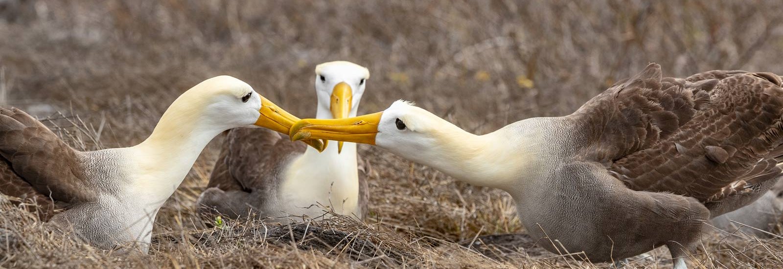 Winged Wonders Journey 6 Day Cruise C | Sirius