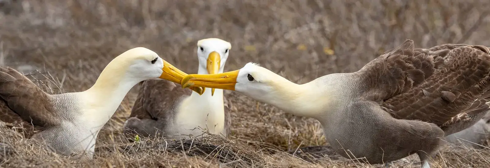 Winged Wonders Journey 6 Day Cruise C | Sirius