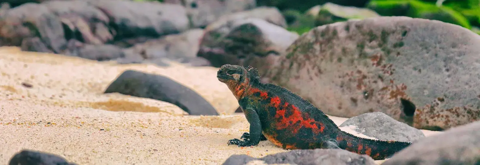 Galapagos' Southeast Wonders 5 Day Cruise | Sirius