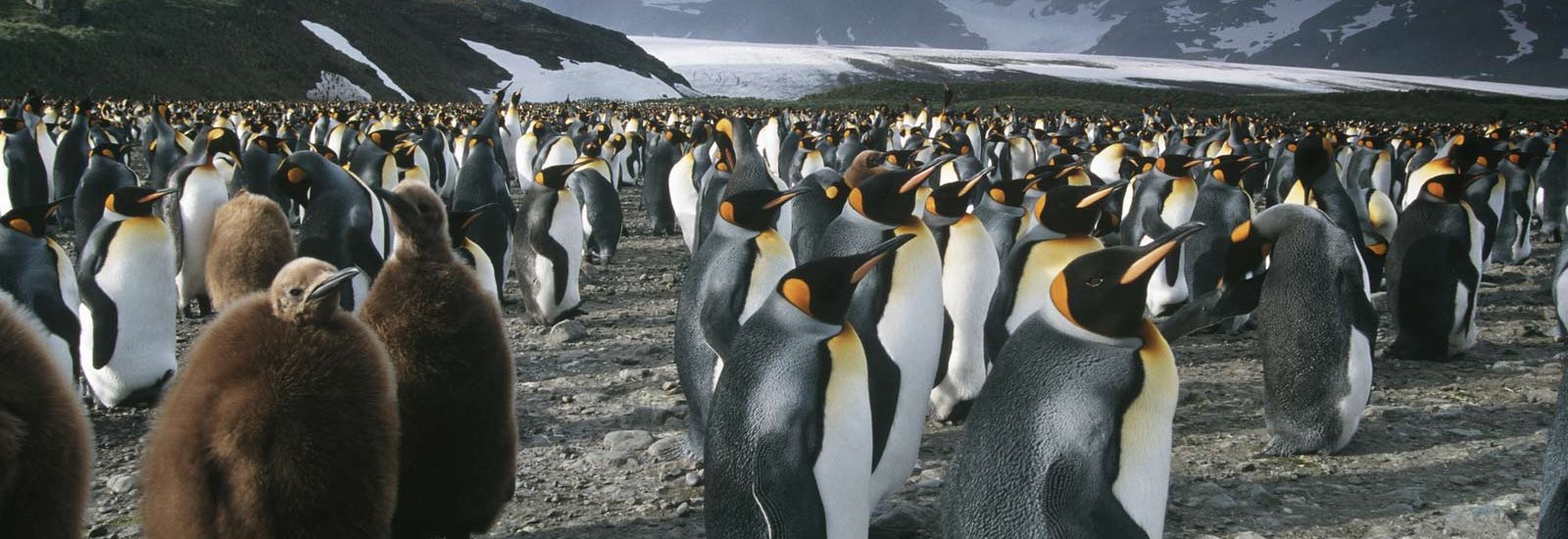 South Georgia, Falklands &amp; Antarctic Odyssey | Greg Mortimer