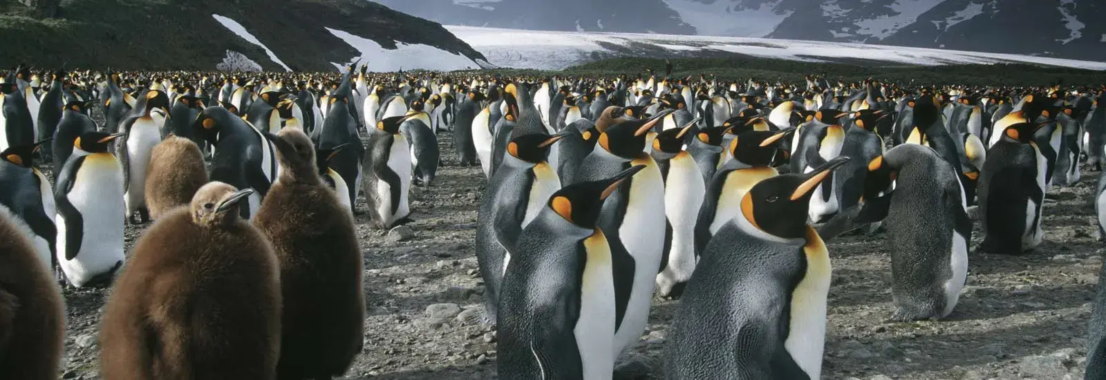 South Georgia, Falklands &amp; Antarctic Odyssey | Greg Mortimer