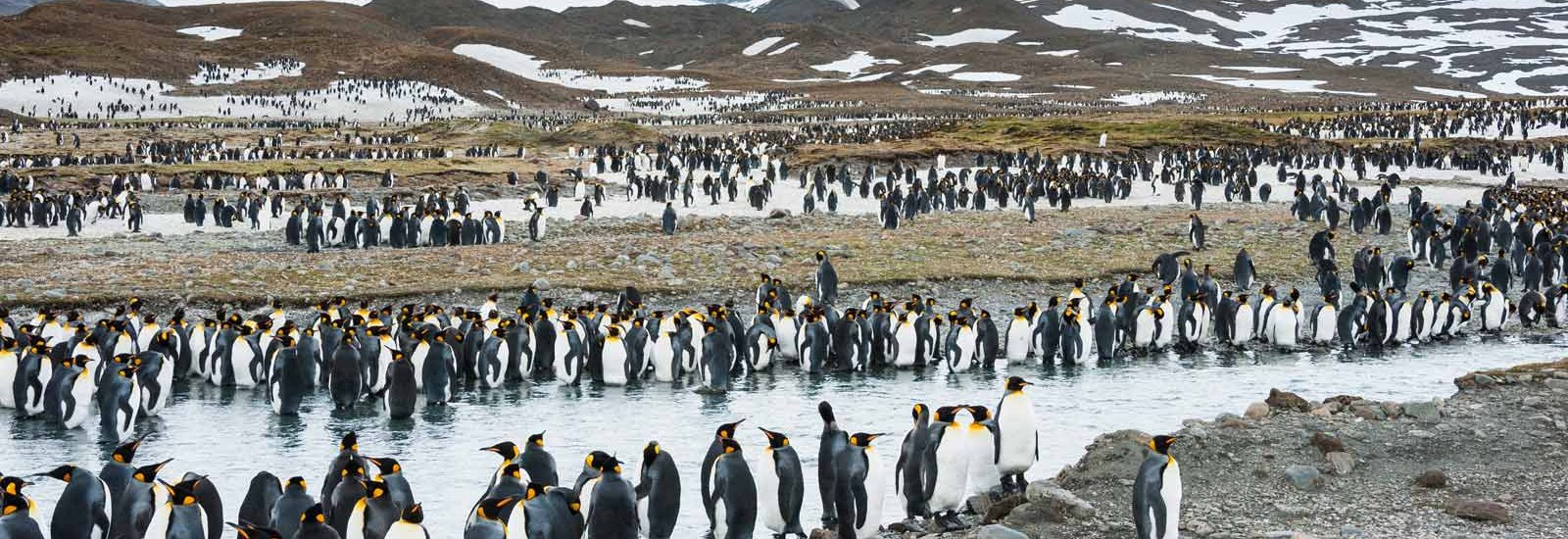 Falkland Islands, South Georgia &amp; Antarctica 20 Day | Seaventure