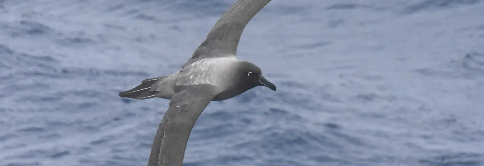light-mantled-albatross.jpg