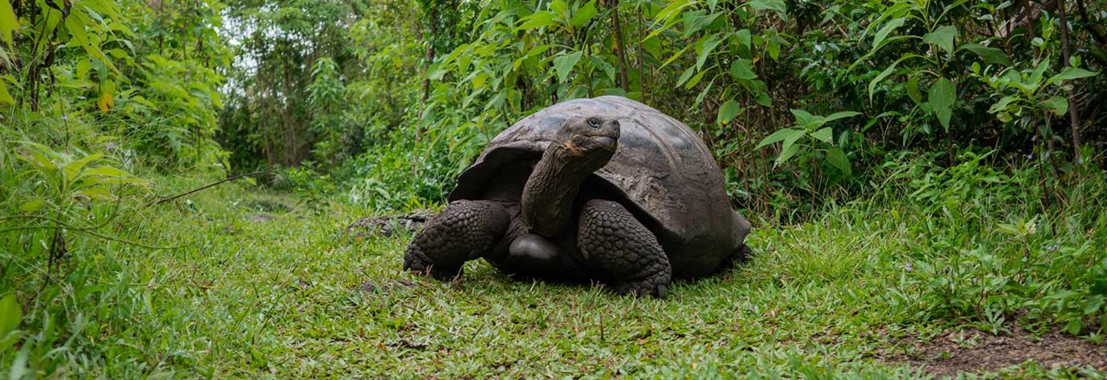 Eastern Islands Galapagos Cruise | Alya
