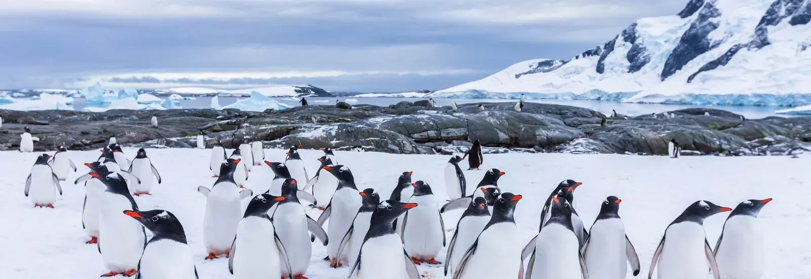 Gentoo penguins in Antarctica