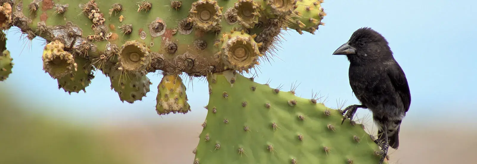 Seabird Sanctuary Expedition 5-Day | Isabela II