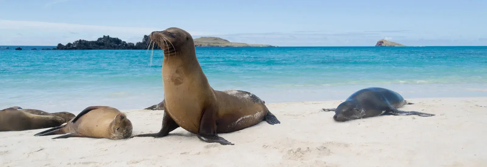 Natural Selection Journey 7-Day | Isabela II