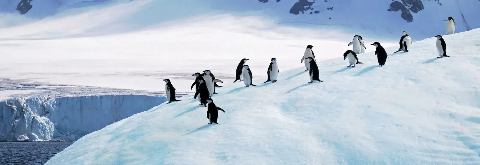 The White Continent (Smithsonian Journeys) | L'Austral