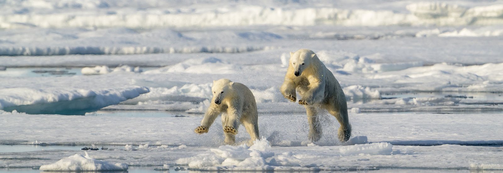 Springtime in Svalbard | MS Quest