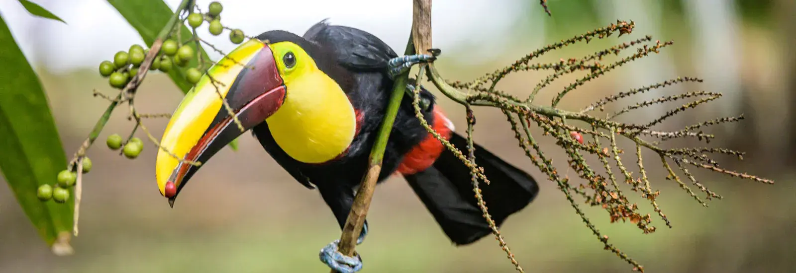 Tortuguero Extension