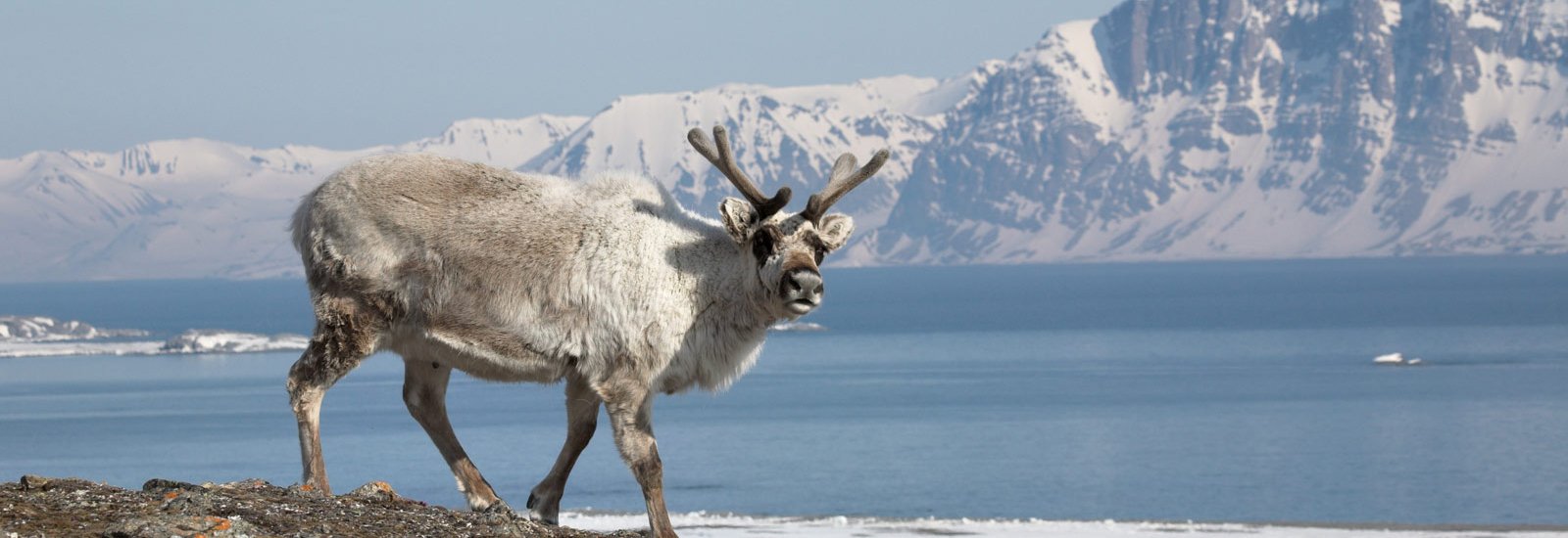 Expedition Svalbard | MS Sjoveien