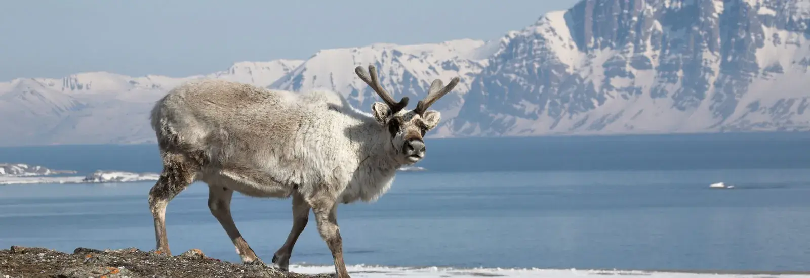 Expedition Svalbard | MS Sjoveien