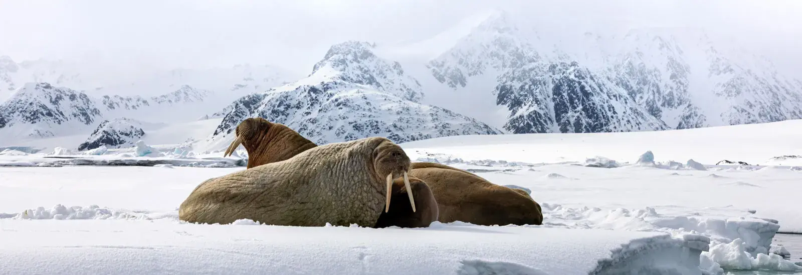 Expedition Svalbard | MS Stockholm