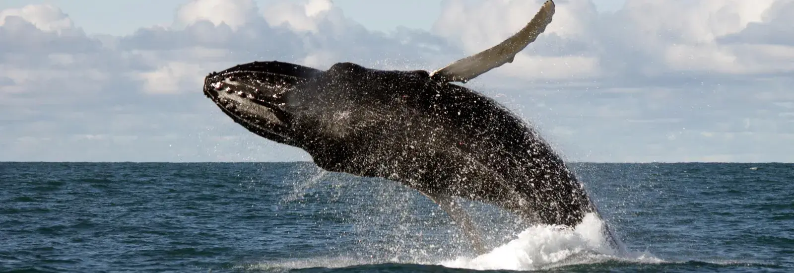 Expedition Svalbard | MS Quest