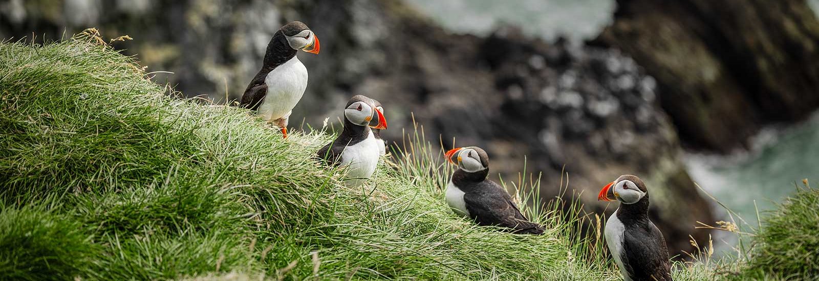 Iceland &amp; Scoresby Sund | Venture