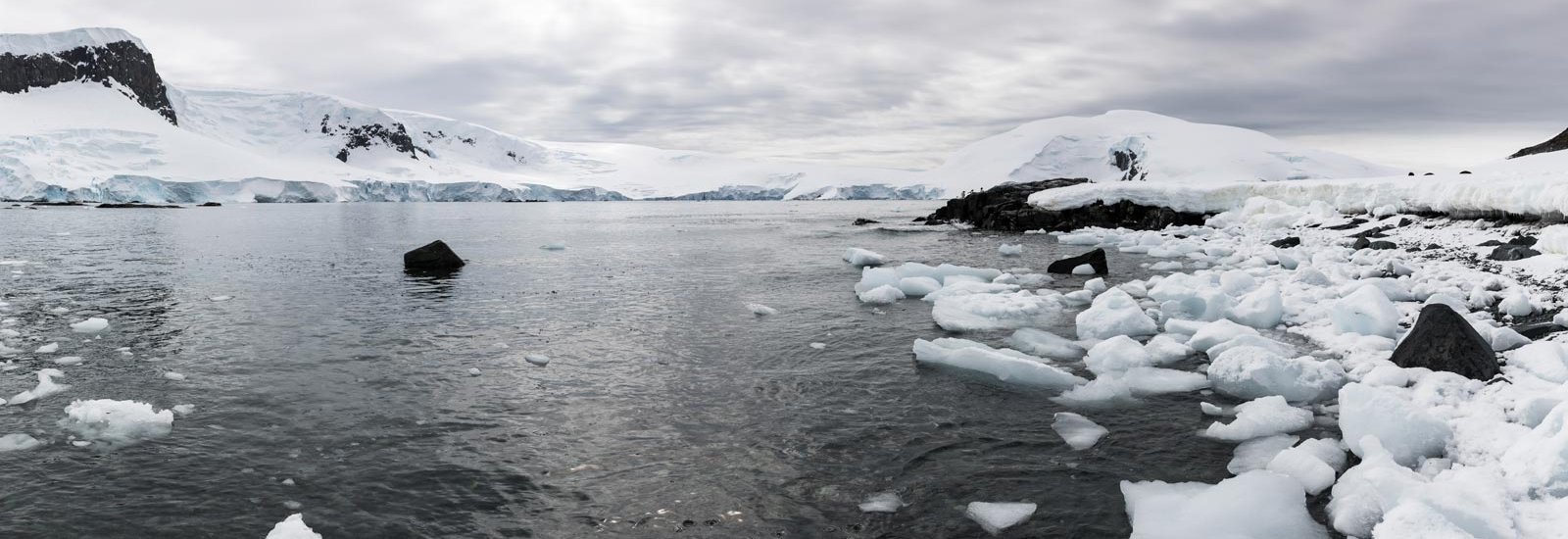 Wild Antarctica: New Scientist | Sylvia Earle