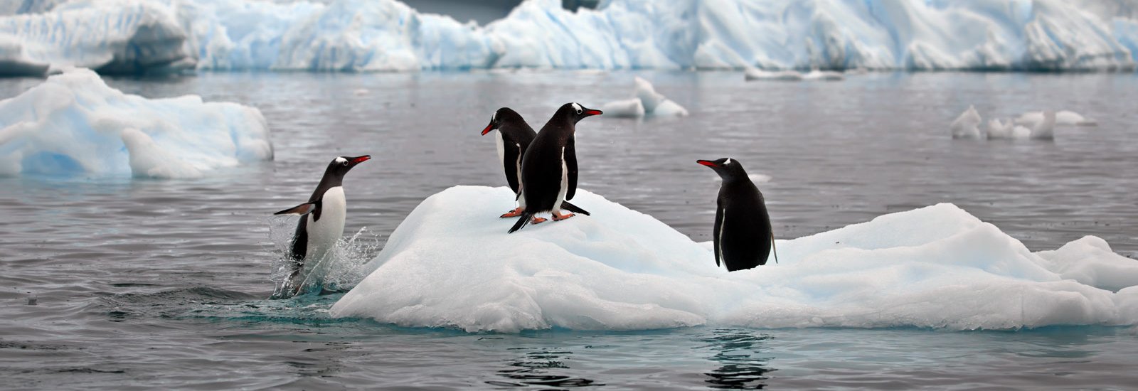 Antarctica Springs To Life  | Ocean Victory