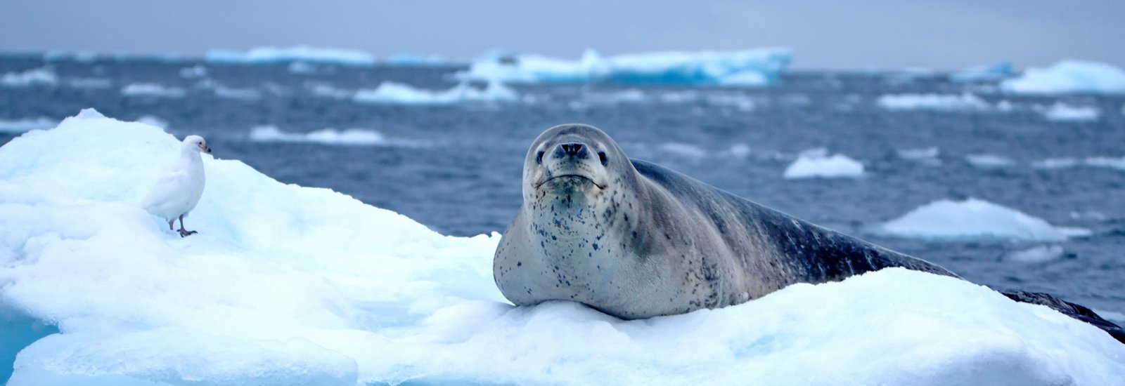 Antarctic Peninsula: An Explorer's Expedition  | Ocean Nova