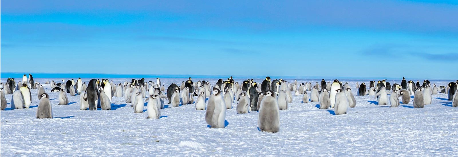 Epic Antarctica: Crossing the 7th Continent | Greg Mortimer