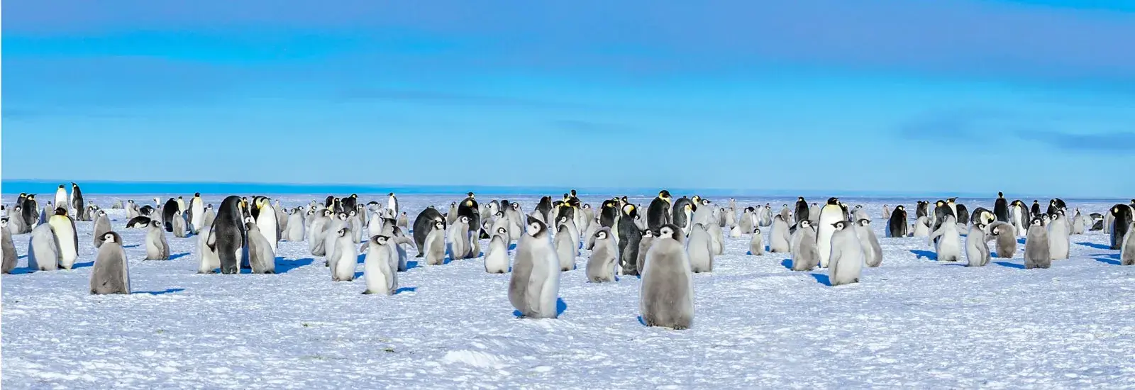 Epic Antarctica: Crossing the 7th Continent | Greg Mortimer