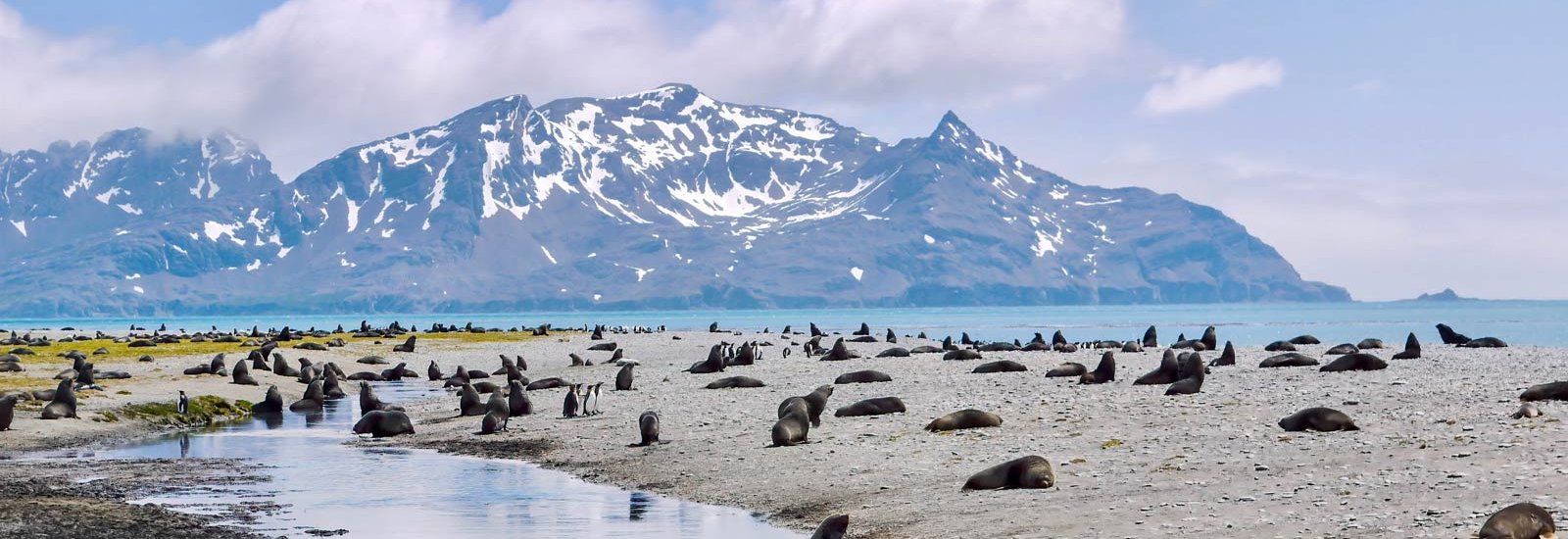 South Georgia, Falklands &amp; Antarctic Odyssey | Douglas Mawson
