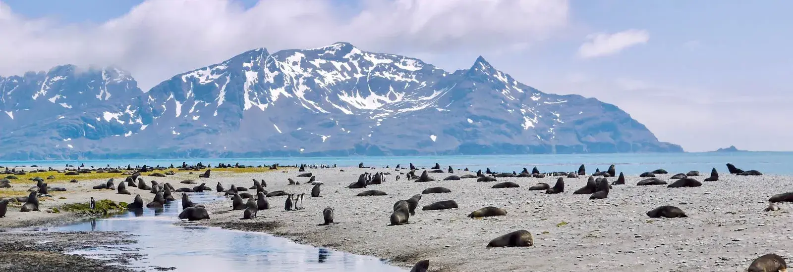 South Georgia, Falklands &amp; Antarctic Odyssey | Douglas Mawson