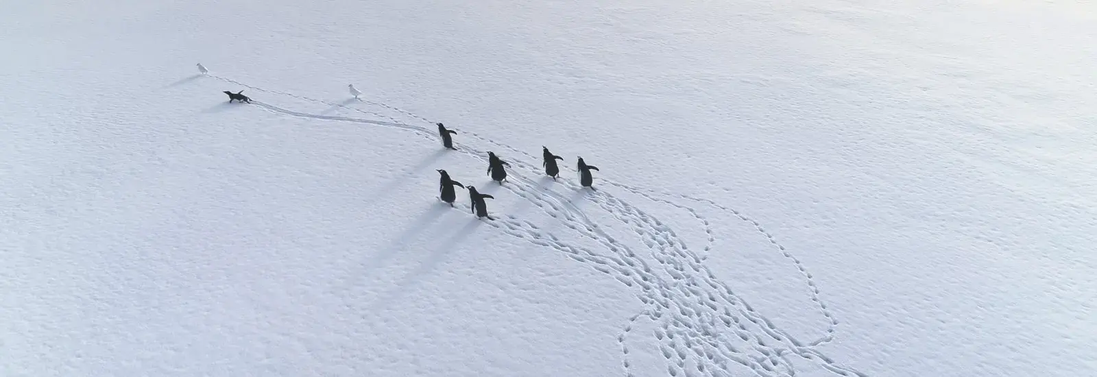 Antarctic Peninsula: Fly the Drake | Douglas Mawson