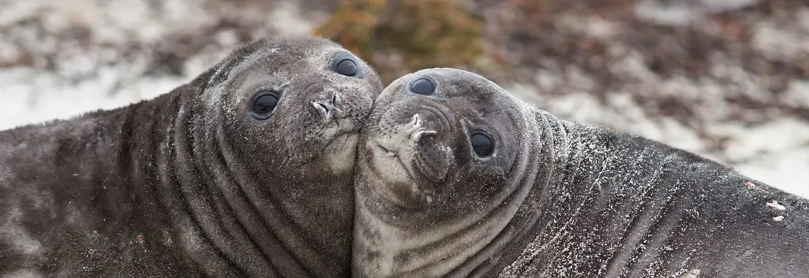 Journey to Austral Lands and Valdes Peninsula 26/27 | L'Austral