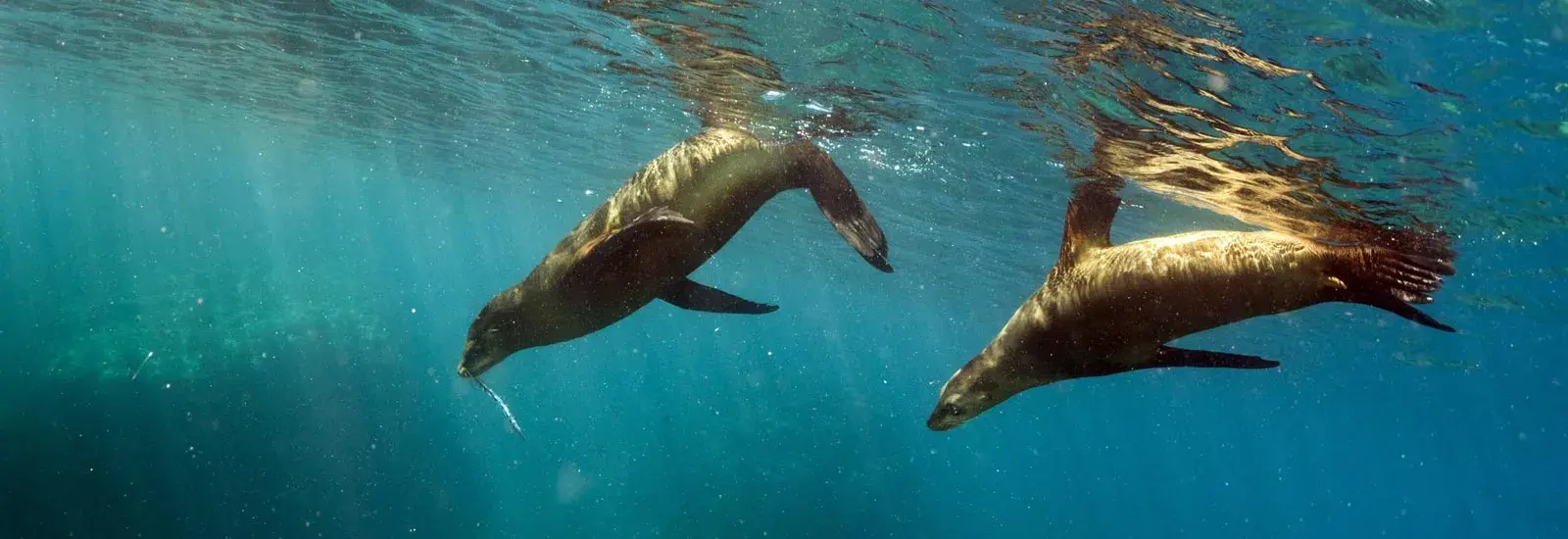 Southern Islands Cruise | Grand Majestic