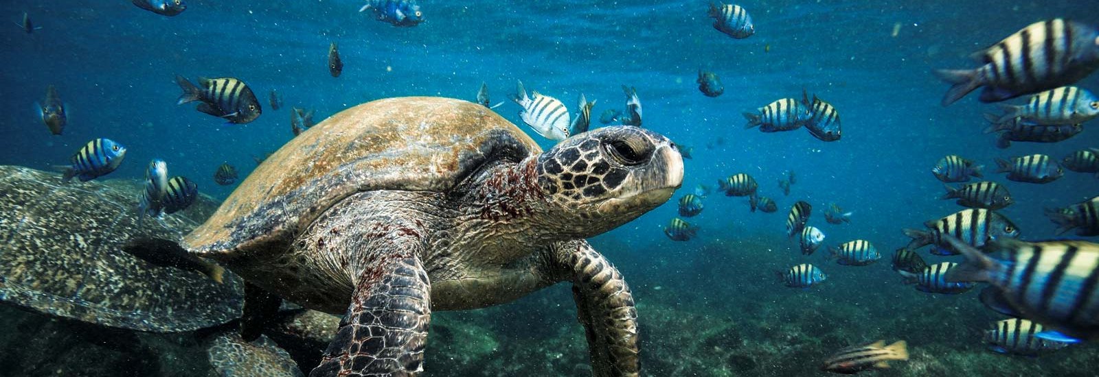 Southern Islands Cruise | Infinity