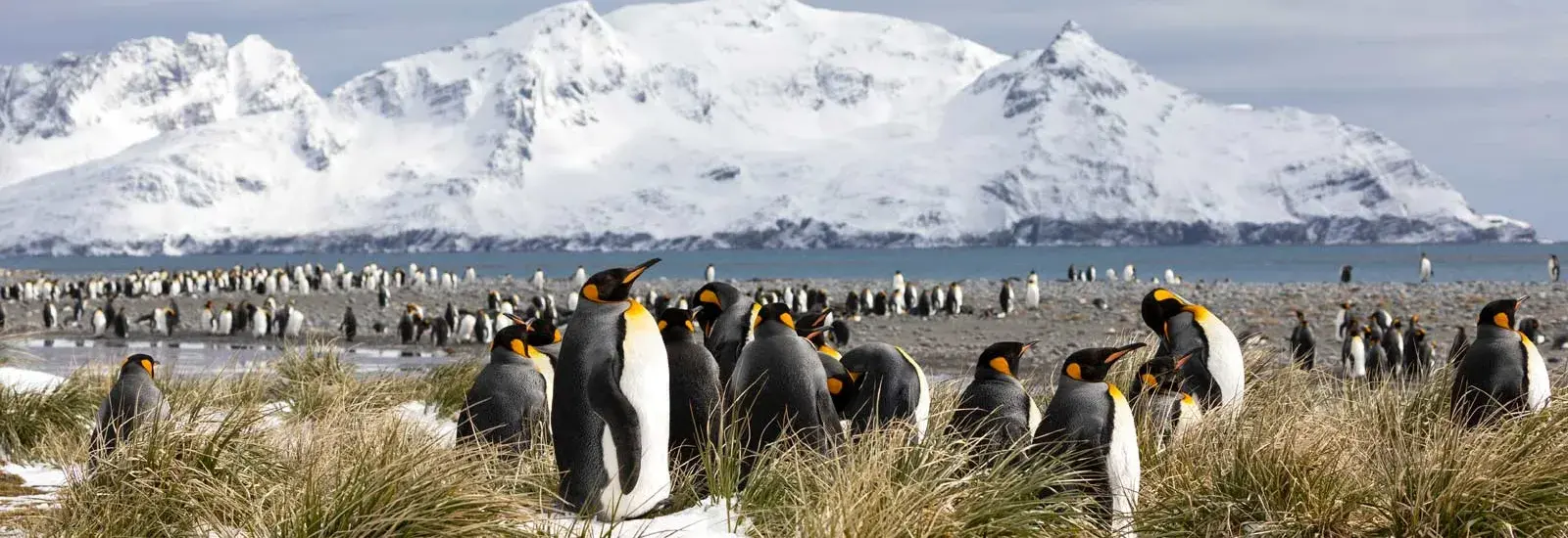 Journey to Austral Lands 20 Days 2026/27 | Le Boreal