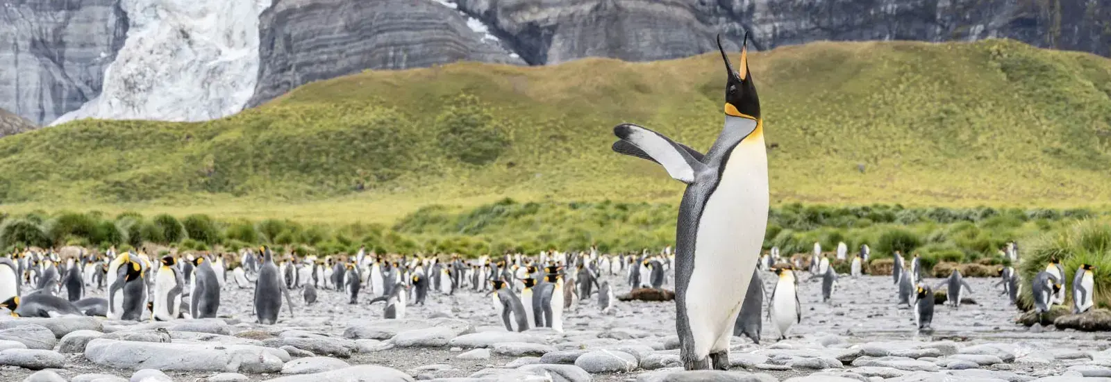 Austral Lands &amp; Valdes Peninsula 2026/27 | Le Lyrial