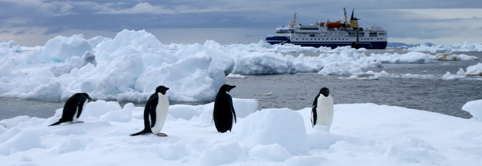 Penguins in Antarctica
