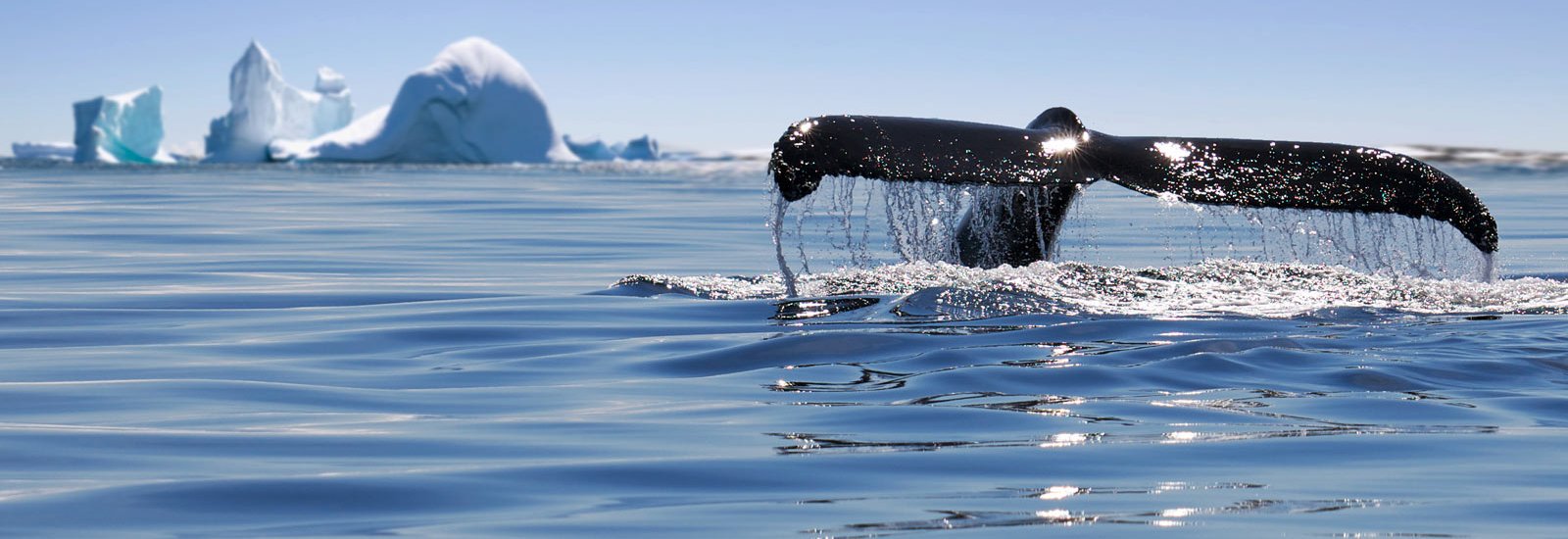 Antarctica: Whale Watching Discovery &amp; Learning | Ortelius