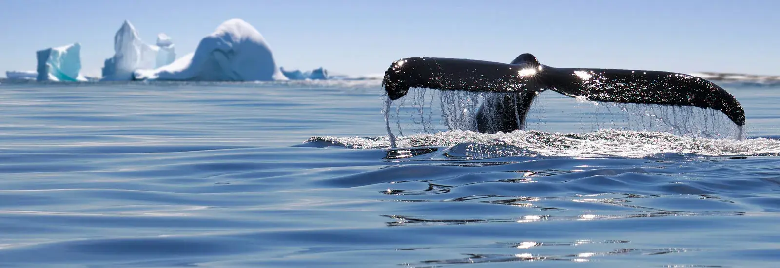 Antarctica: Whale Watching Discovery &amp; Learning | Ortelius