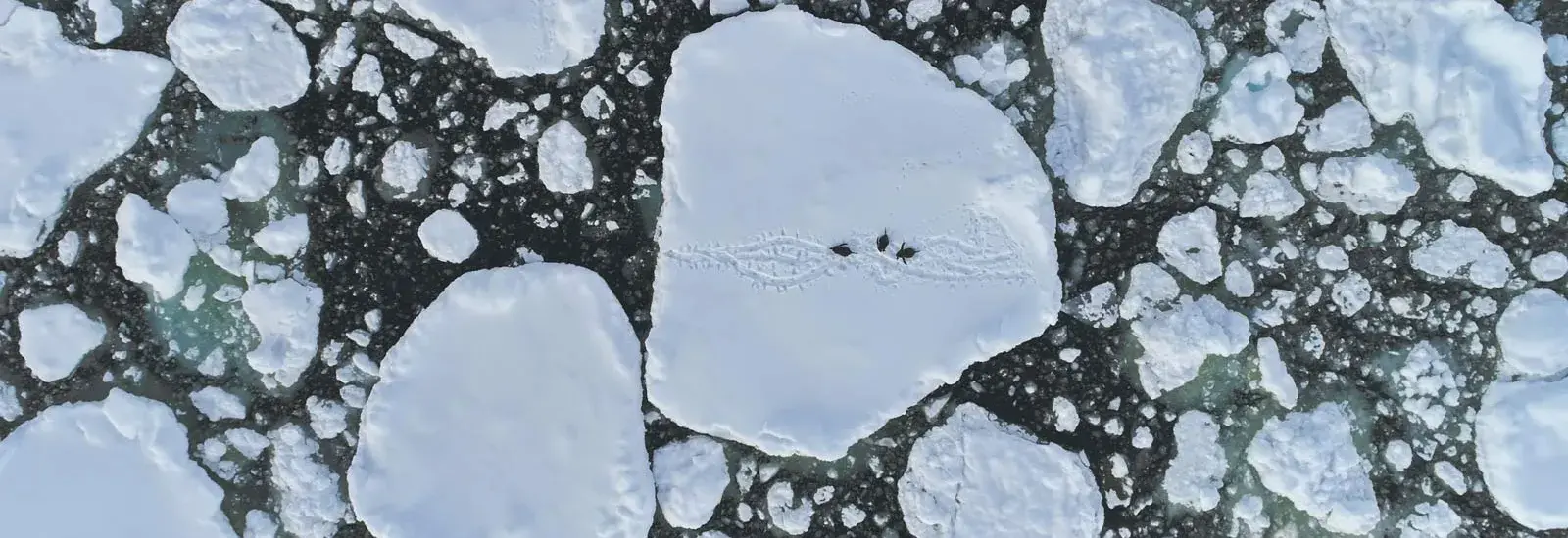 Antarctic Peninsula: Crossing the Circle | World Voyager