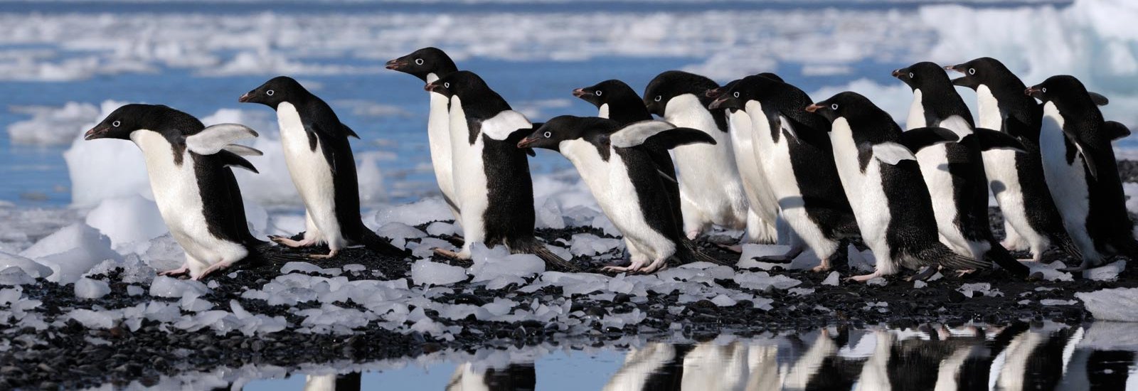 All Inclusive Flight Package | Exploring Antarctica's Spring (From Australia)