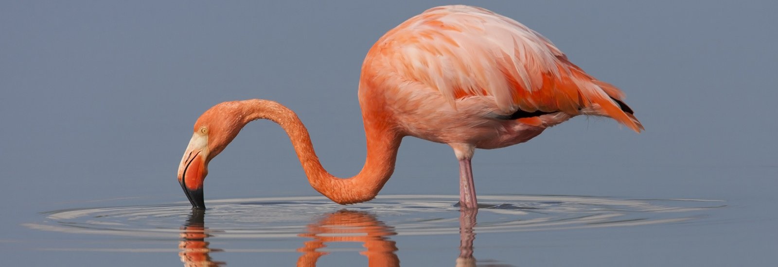 Galapagos 5 Day Cruise C (2026-2027) | Galaxy Yacht