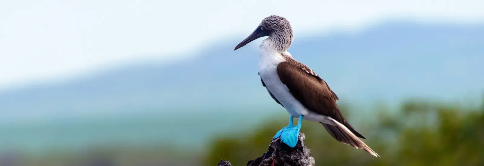 Galapagos 8 Day Cruise B (2026-2027) | Galaxy Yacht
