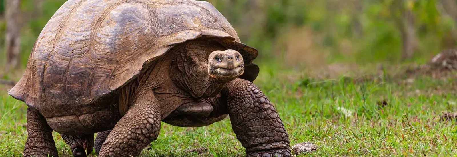 Galapagos 8 Day Cruise C+A (2026-2027) | Galaxy Yacht