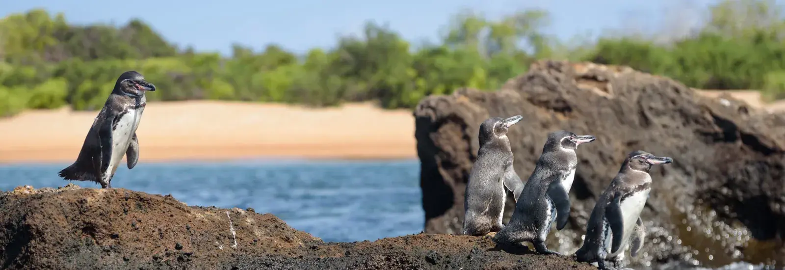Galapagos 8 Day Western Islands Cruise | Monique
