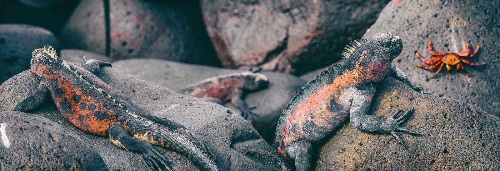 Galapagos 8 Day Eastern Islands Cruise | Monique