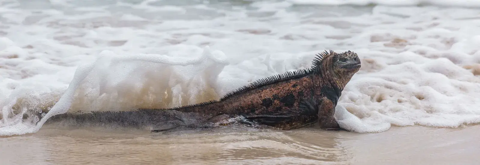 Galapagos Western Islands Cruise | Elite